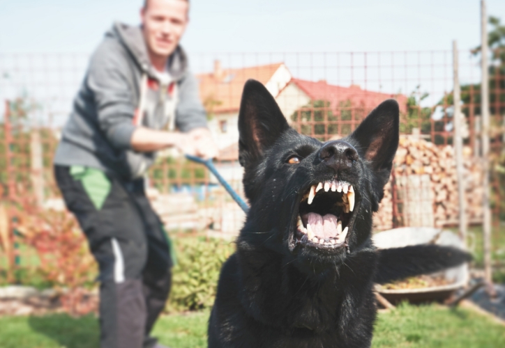 German shepherd dog snarling.