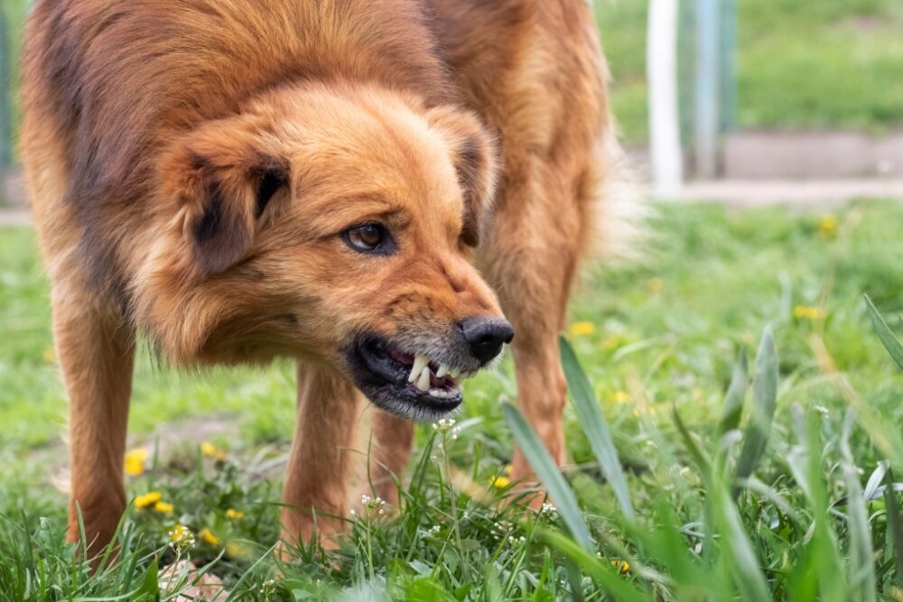 Dog standing in the grass and growling.