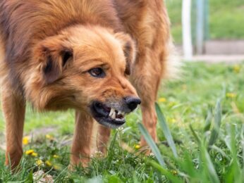 Dog standing in the grass and growling.